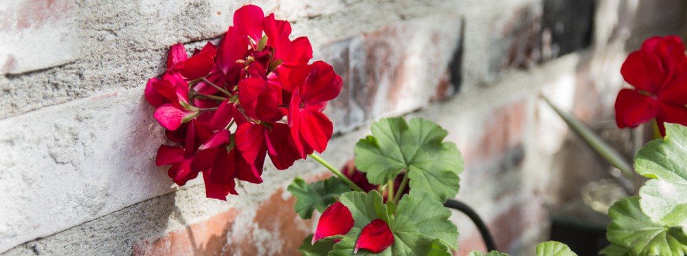 Tmi Maija Valanne-Ådahl