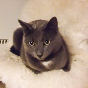 Tässä komeilee Frans-kissani