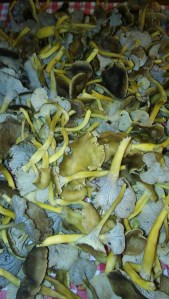 Copy of 20151112_161423